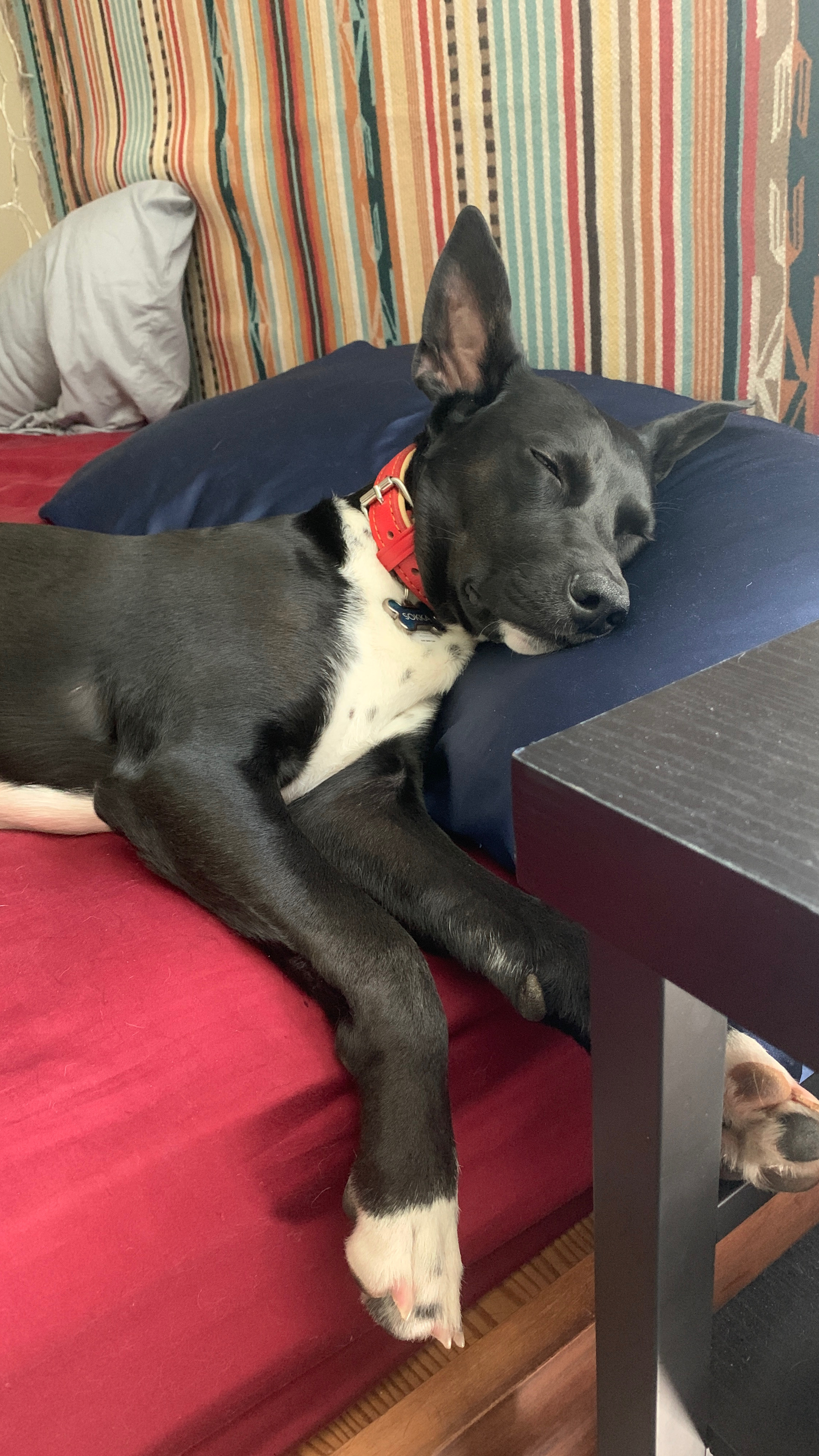 Sokka napping on my pillow after shoving all of the blankets aside